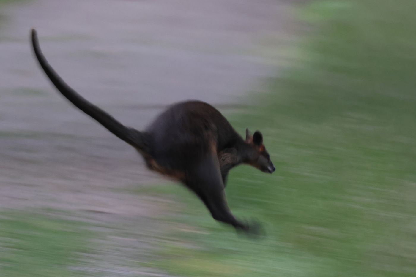 Swamp wallaby © Jan Kelchtermans