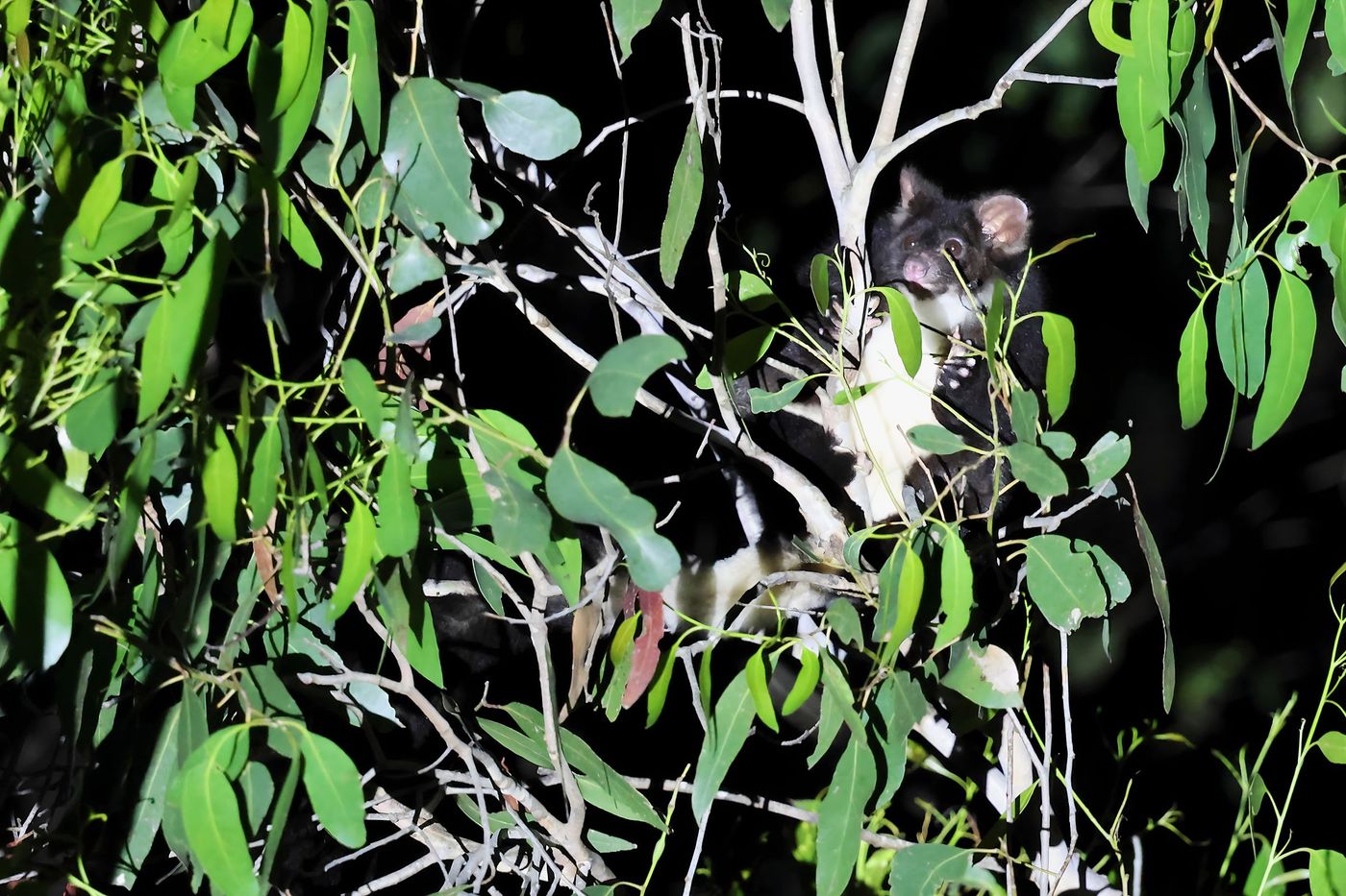 Greater glider © Jan Kelchtermans