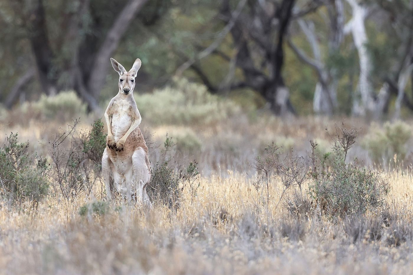 Red kangaroo © Jan Kelchtermans