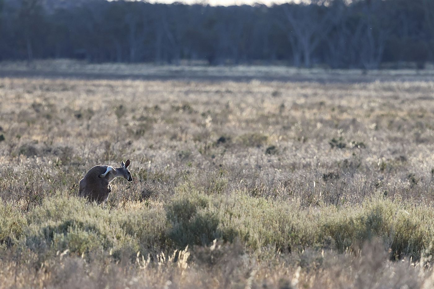 Western grey kangaroo © Jan Kelchtermans
