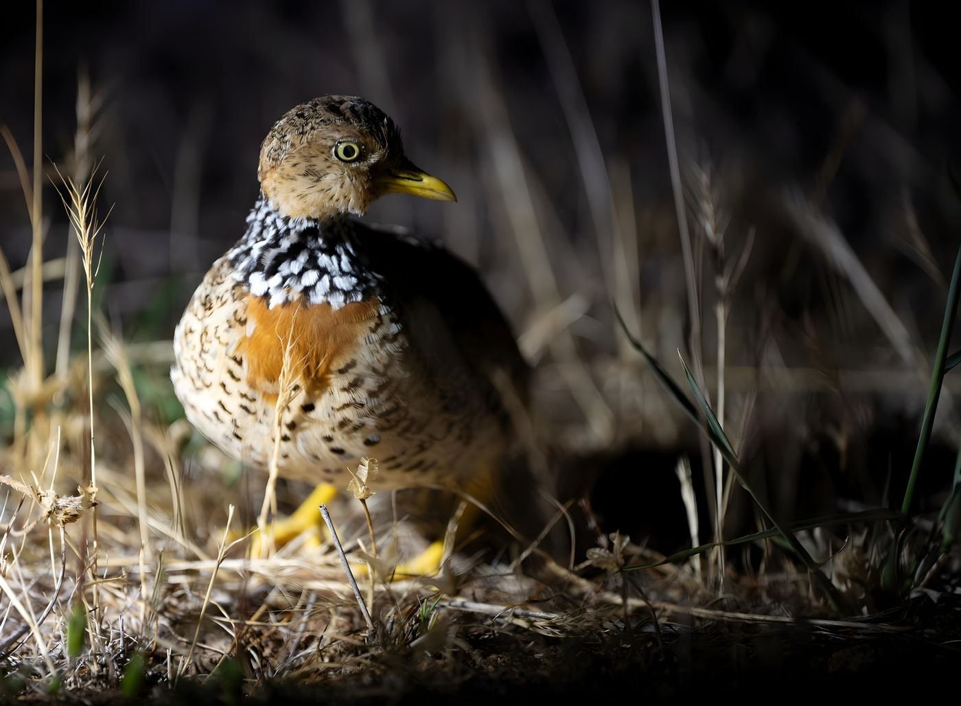 Plains-wanderer © Pascal Pilaat
