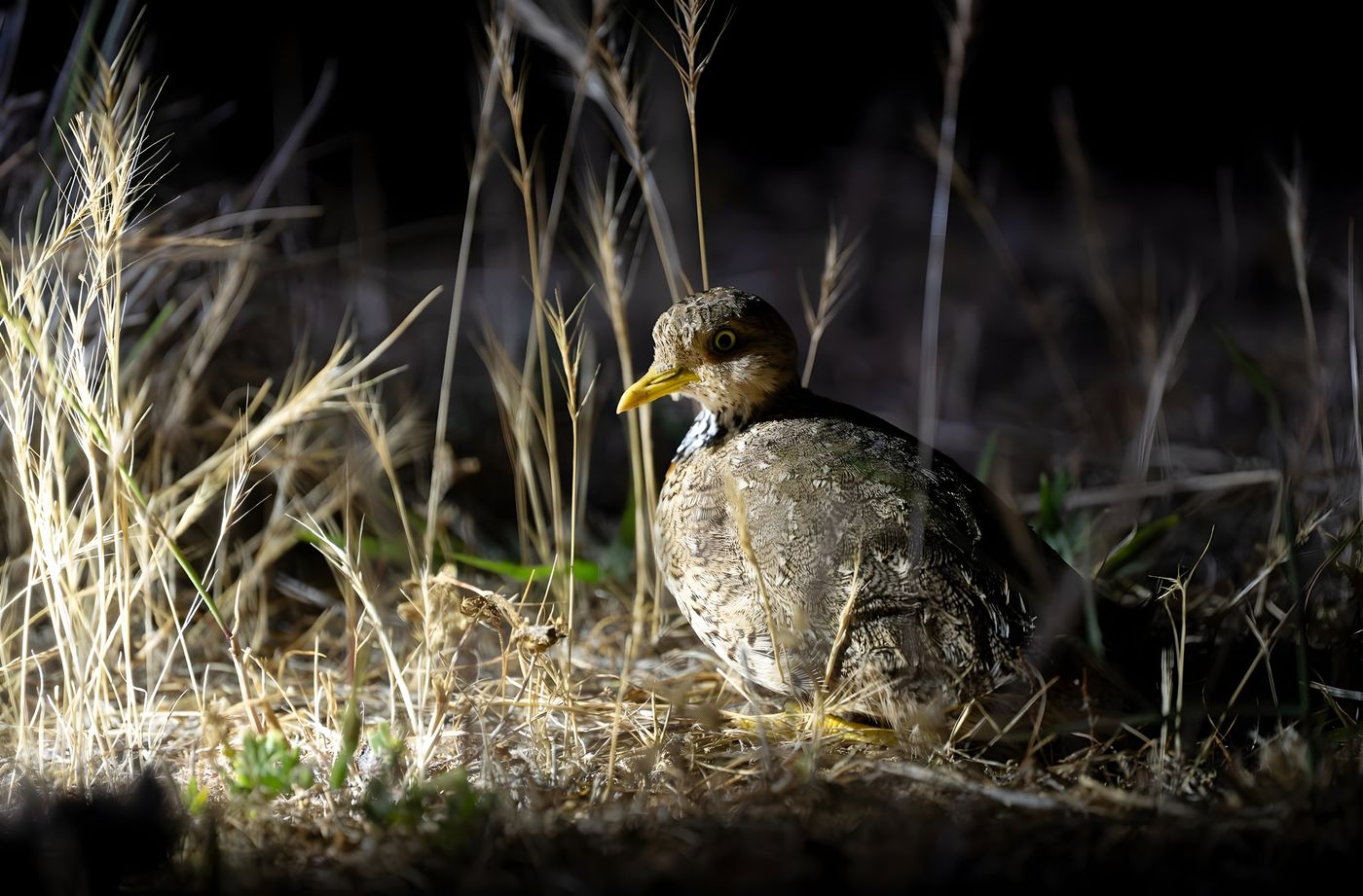 Plains-wanderer © Pascal Pilaat
