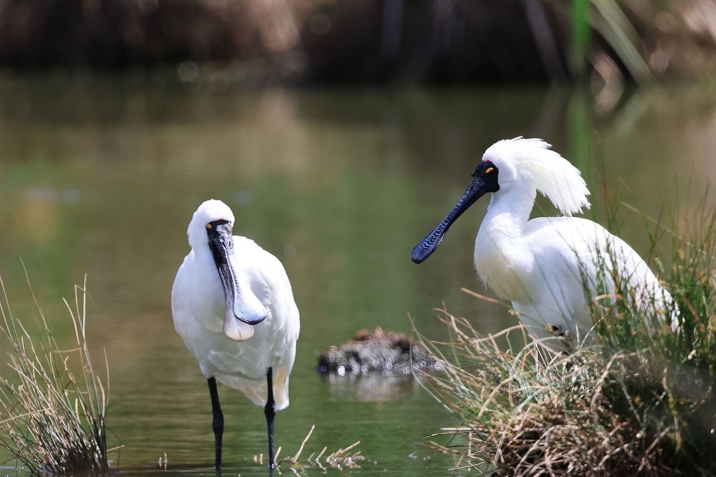 Royal spoonbill © Jan Kelchtermans