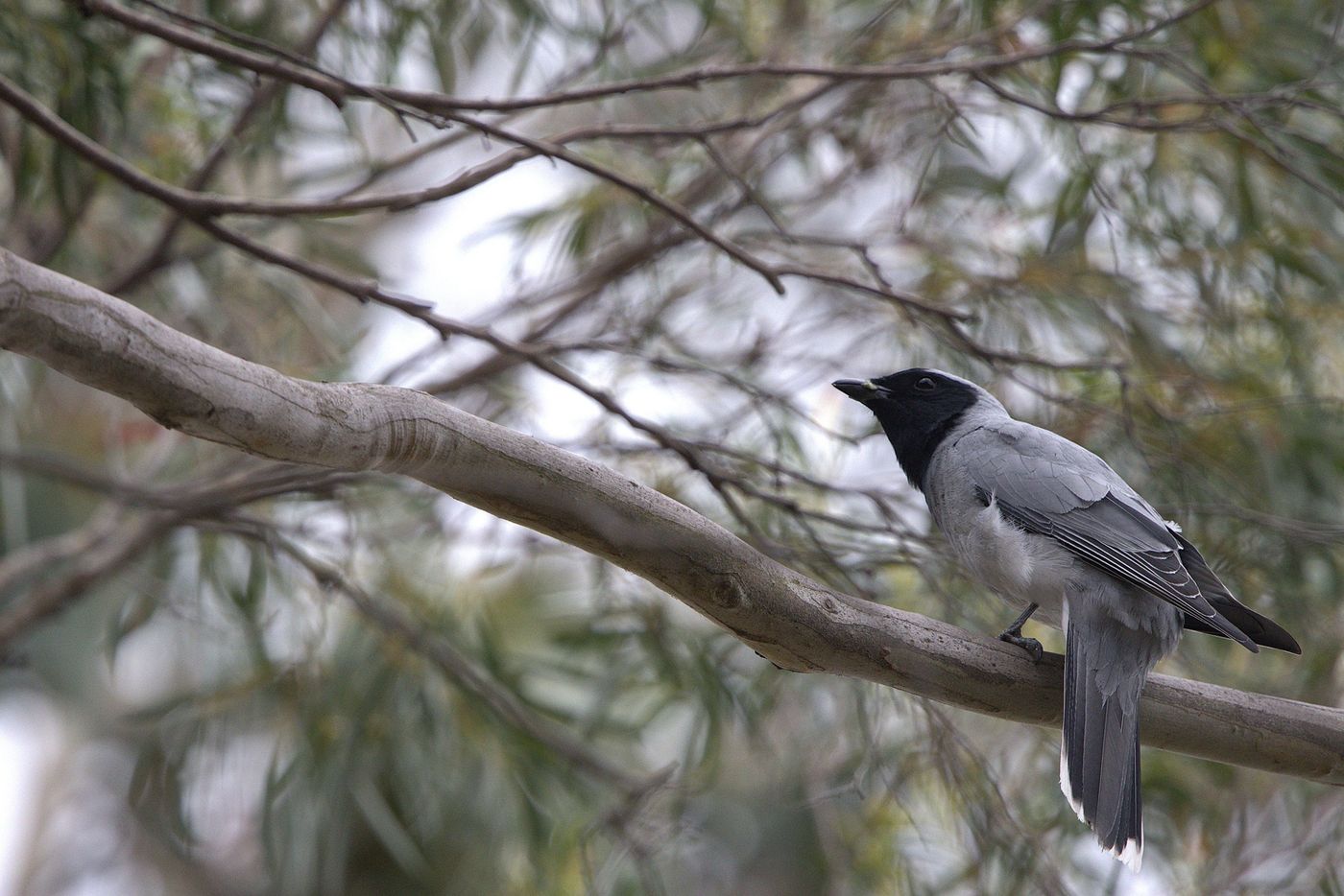 Black-faced cuckoo-shrike © Jan Kelchtermans