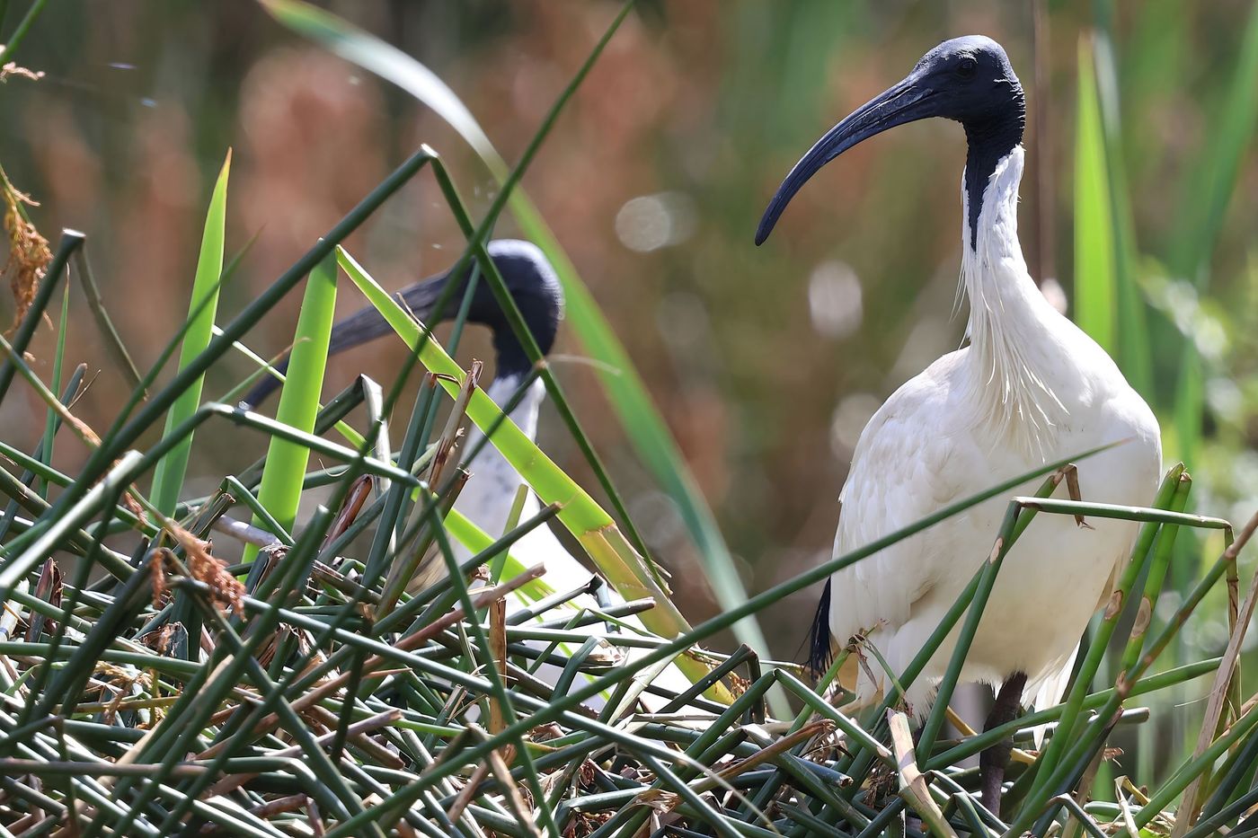 Sacred ibis © Jan Kelchtermans