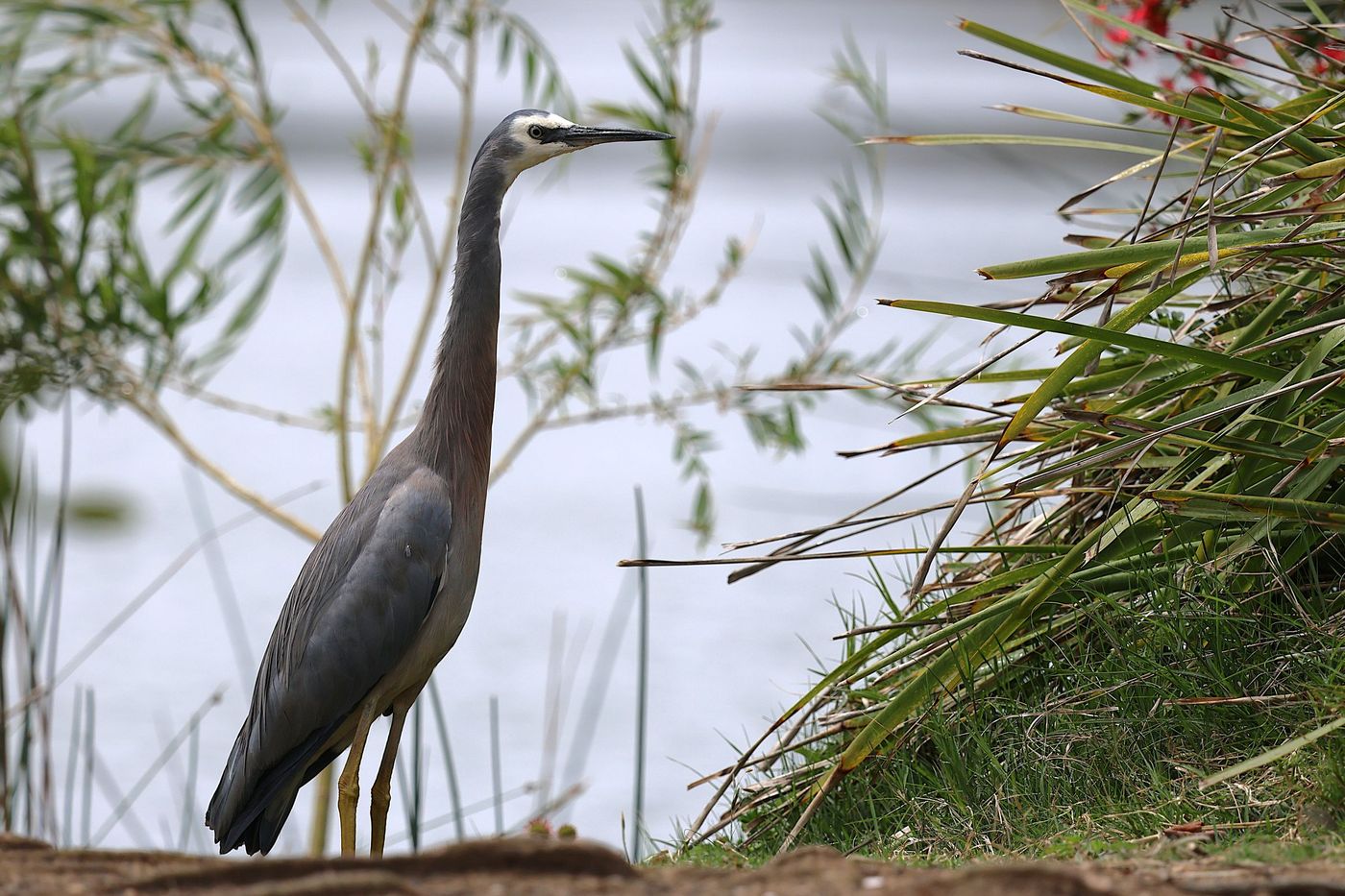 White-faced heron © Jan Kelchtermans