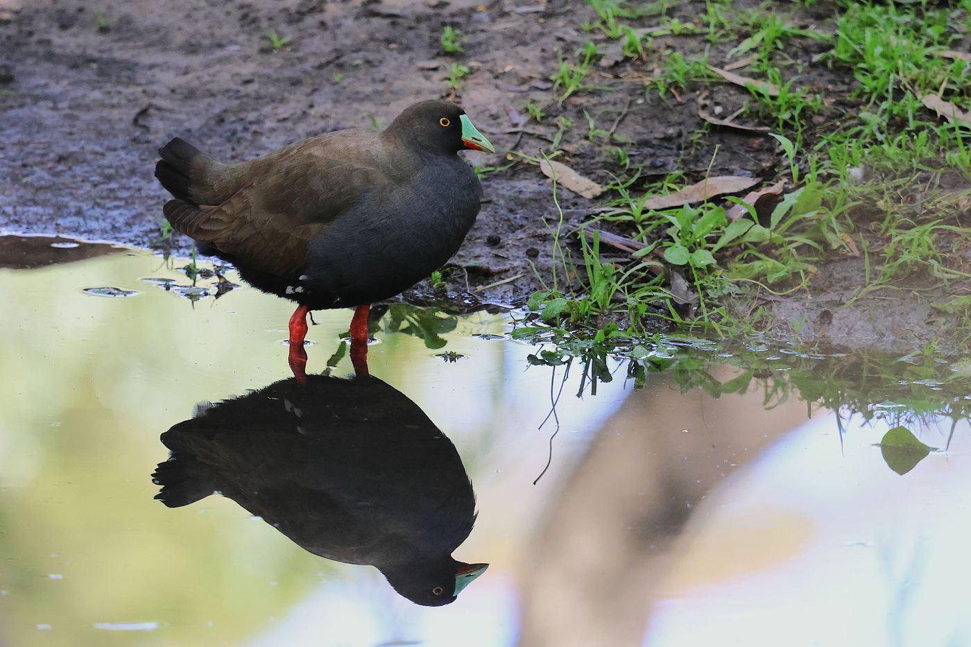 Black-tailed nativehen © Jan Kelchtermans