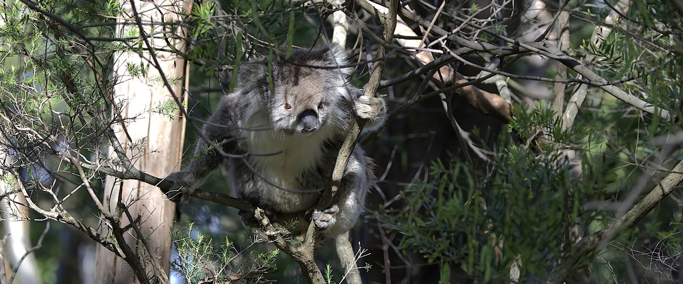 Koala © Jan Kelchtermans