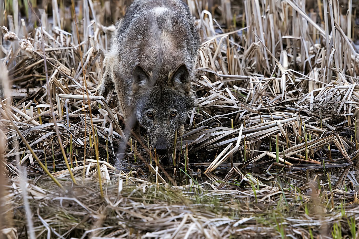 Wolf © Jan Kelchtermans