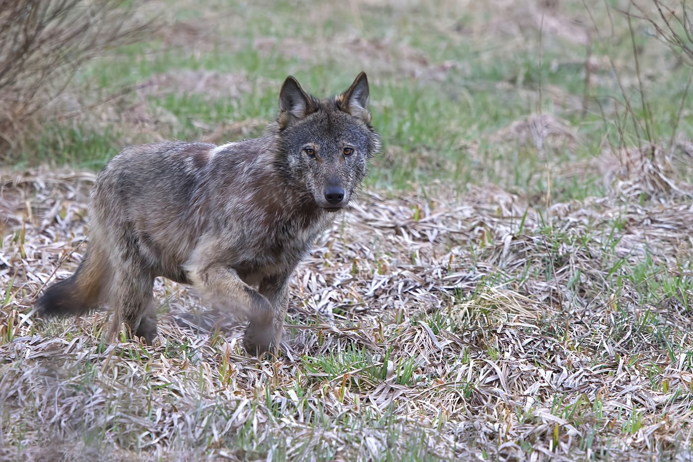 Wolf © Jan Kelchtermans