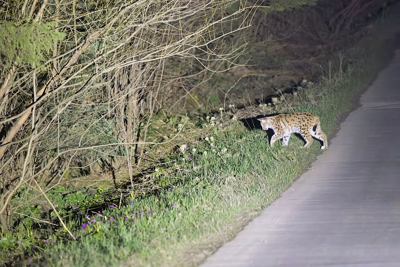 © Euraziatische lynx © Jan Kelchtermans