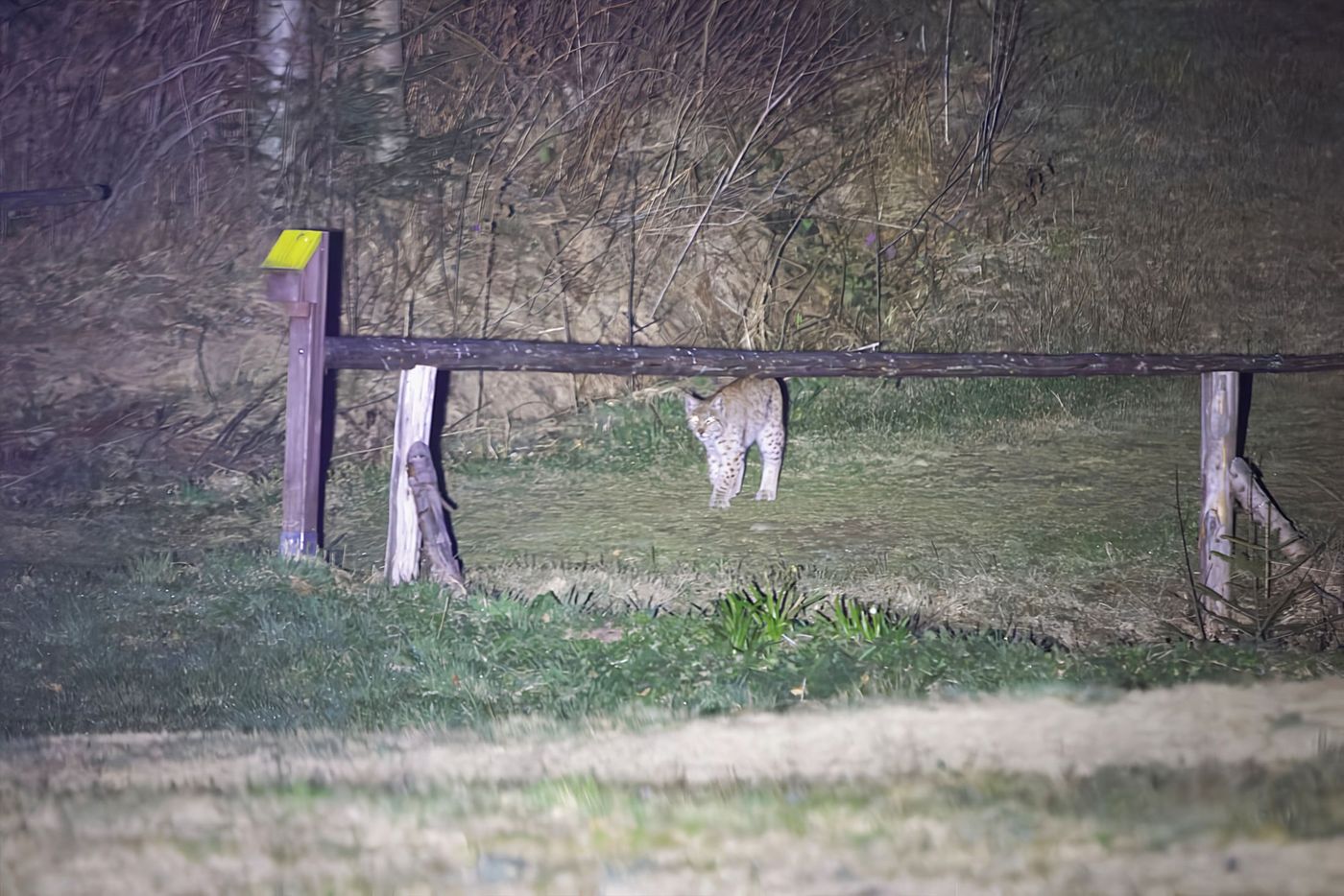 Euraziatische lynx © Jan Kelchtermans