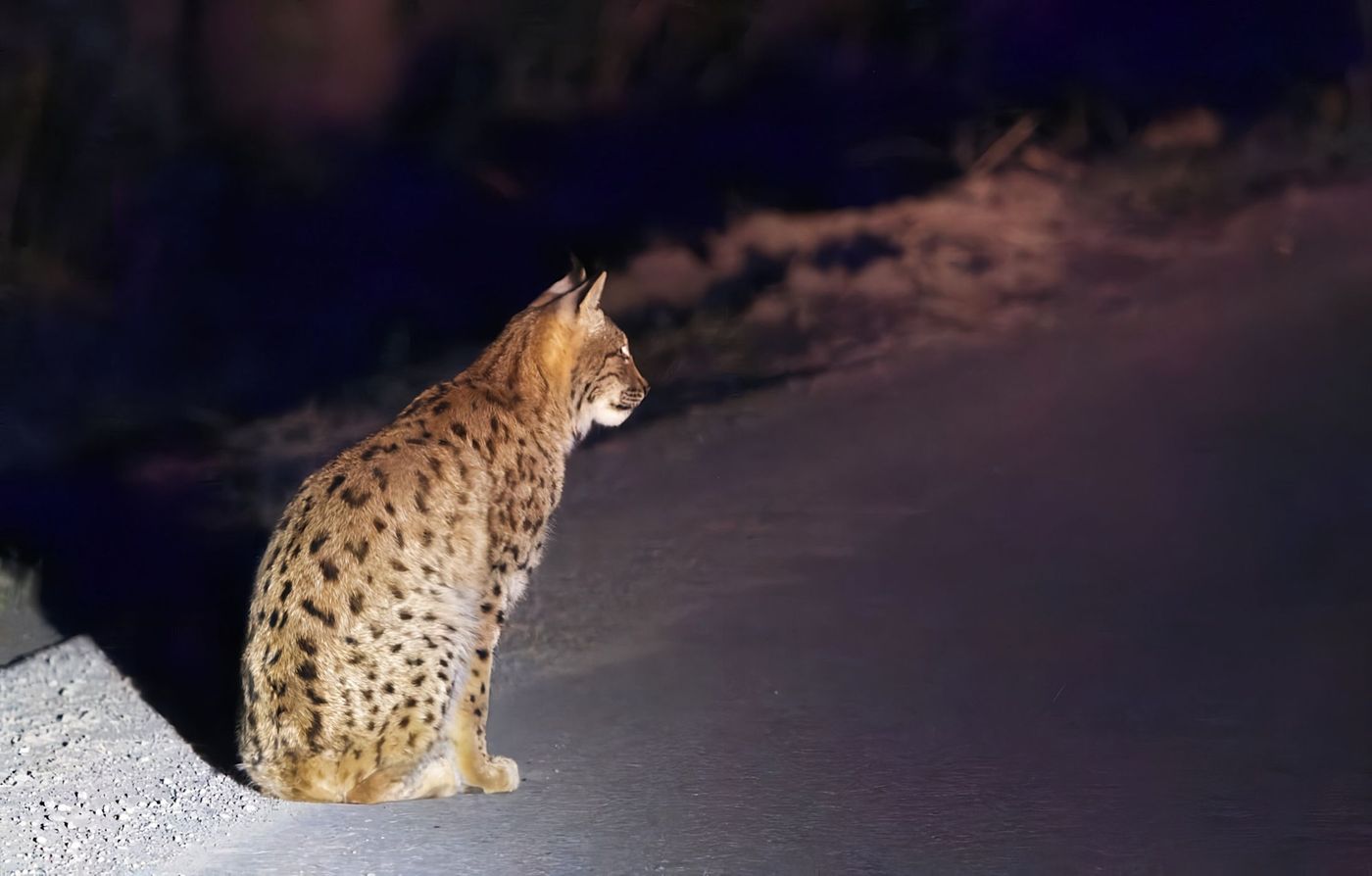 Euraziatische lynx © Jan Kelchtermans