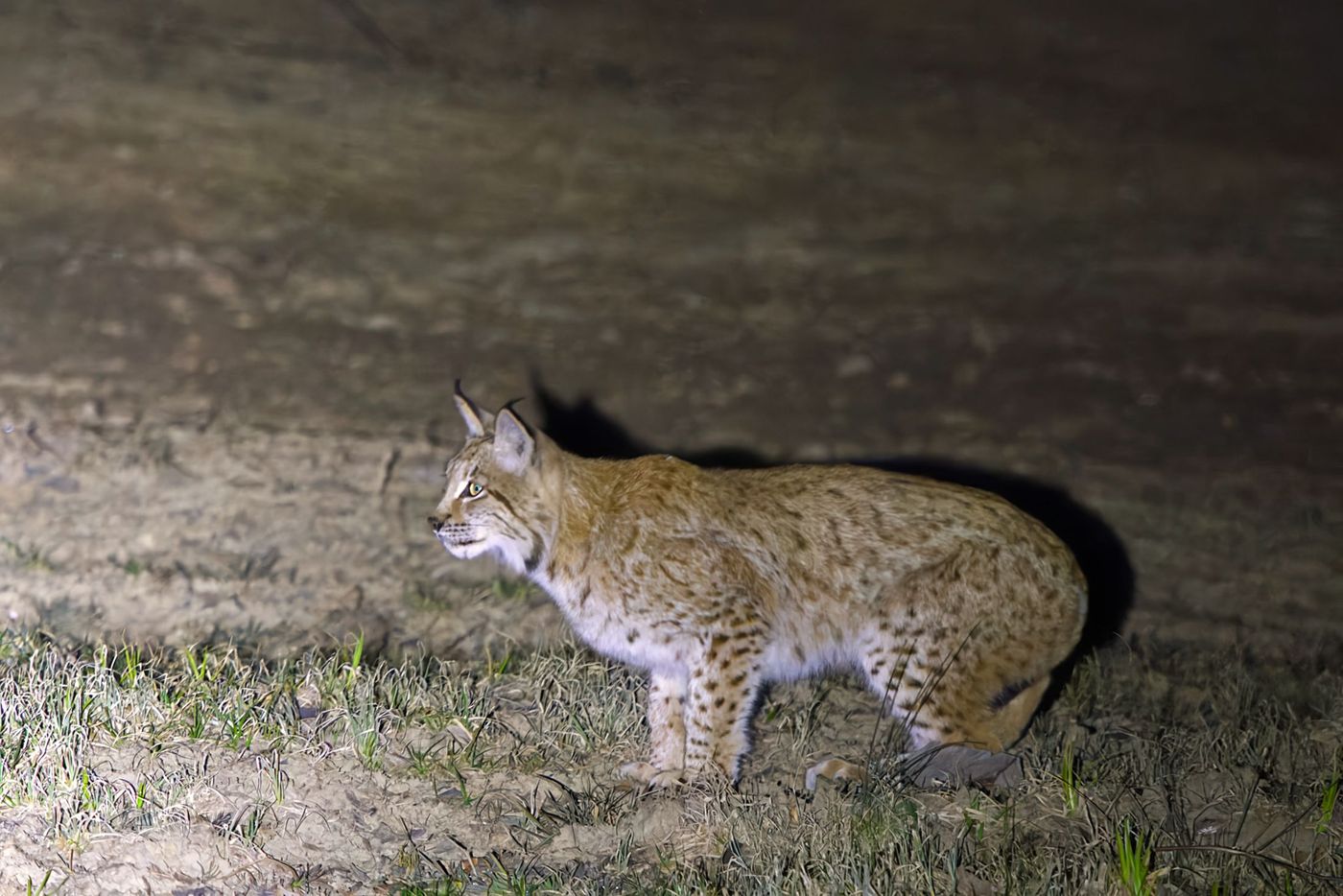 Euraziatische lynx © Jan Kelchtermans