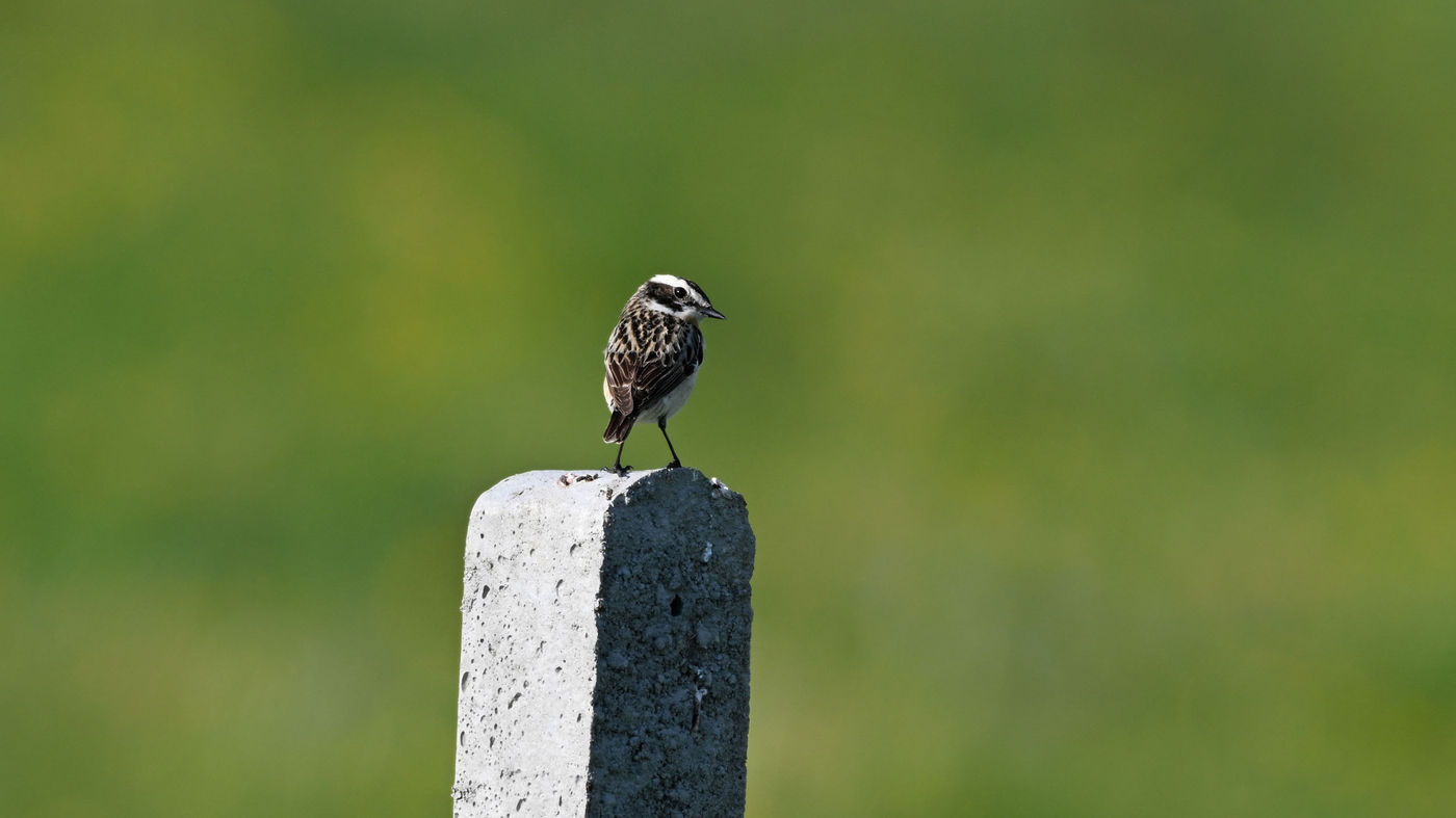 © Joris De Bleser