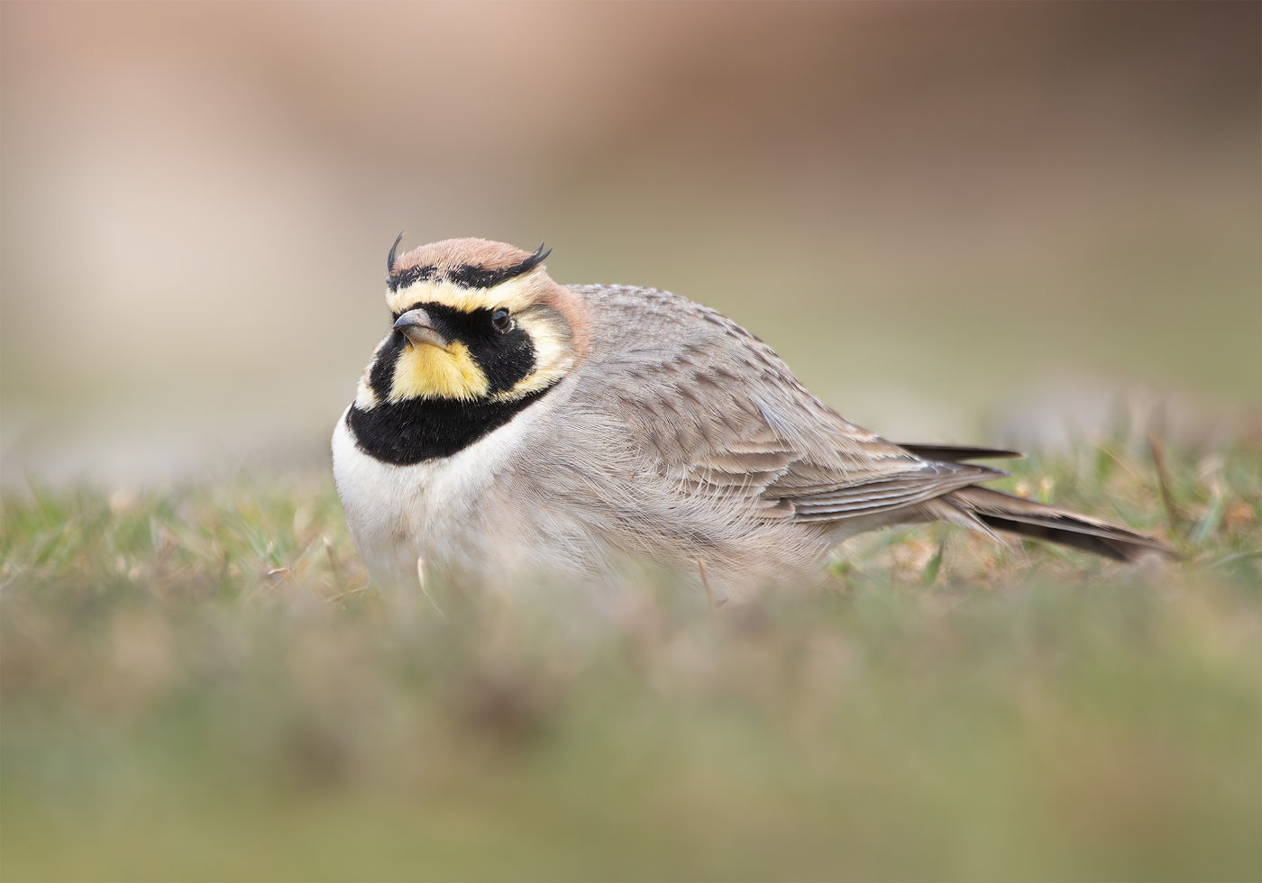Een strandleeuwerik laat zich schitterend bekijken net onder de sneeuwgrens in het Atlasgebergte. © Joachim Pintens
