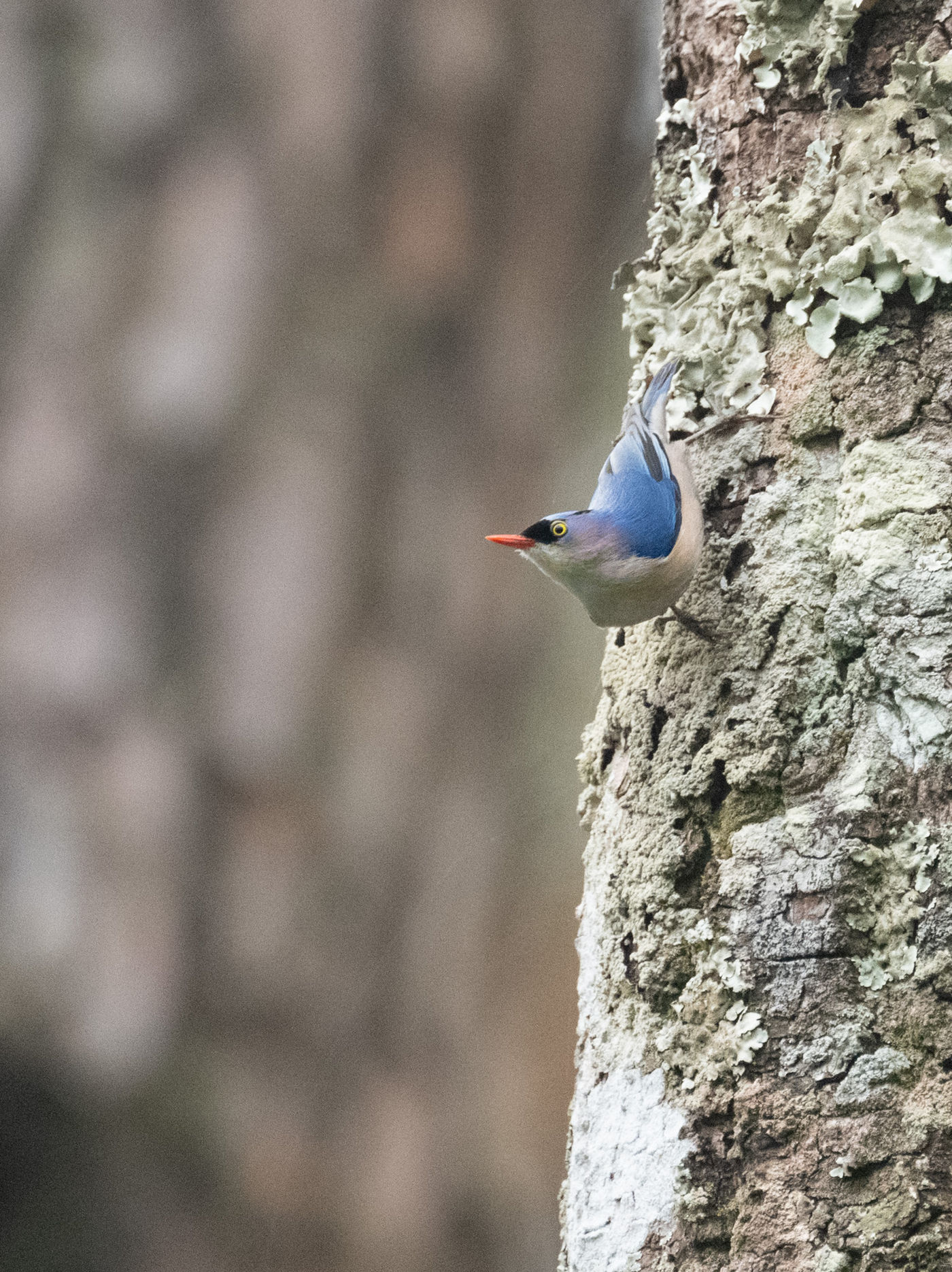 © Frédéric Van der Hoeven