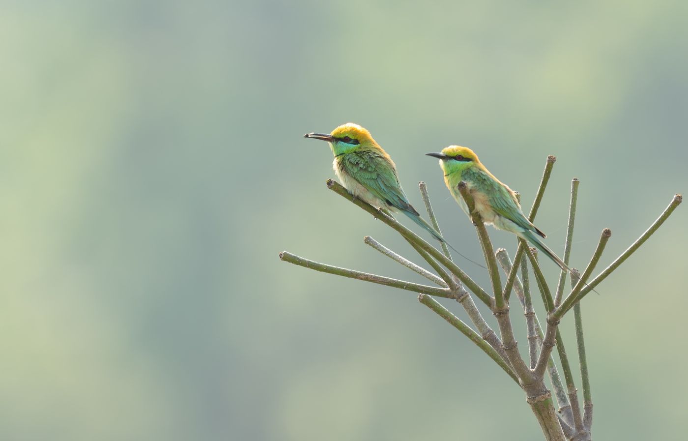 © Frédéric Van der Hoeven