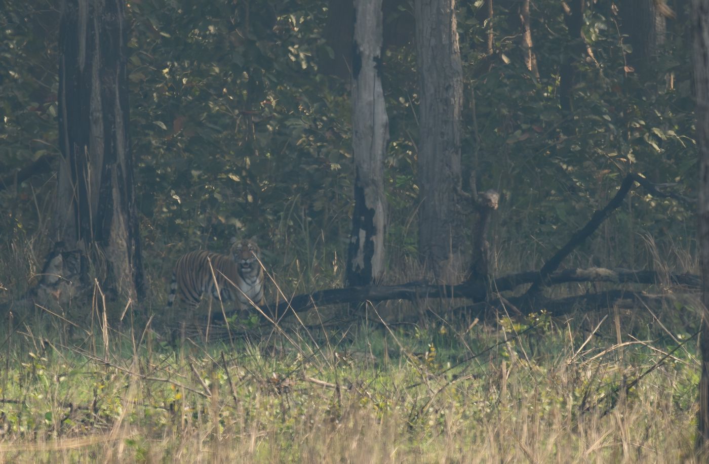 © Frédéric Van der Hoeven