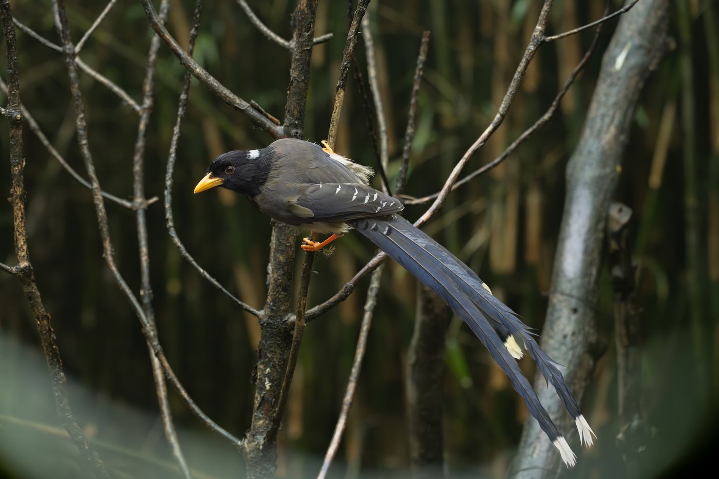 © Frédéric Van der Hoeven