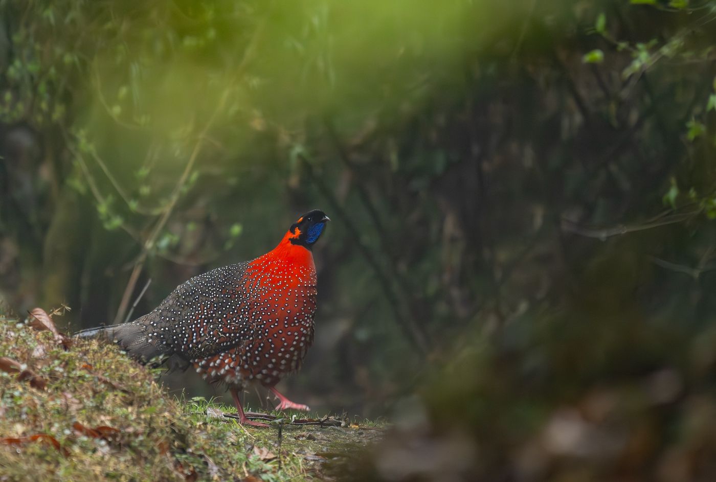 © Frédéric Van der Hoeven