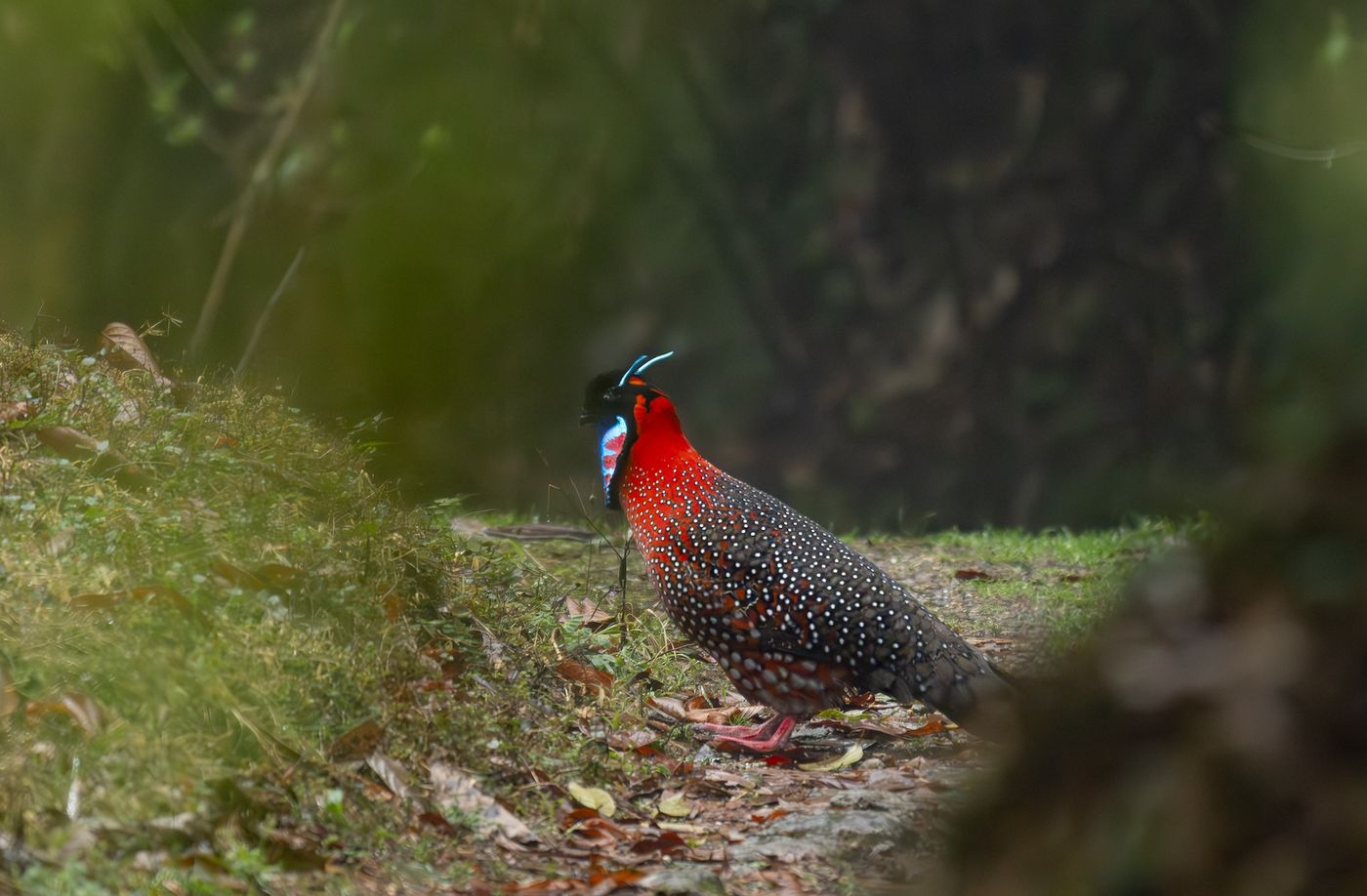© Frédéric Van der Hoeven