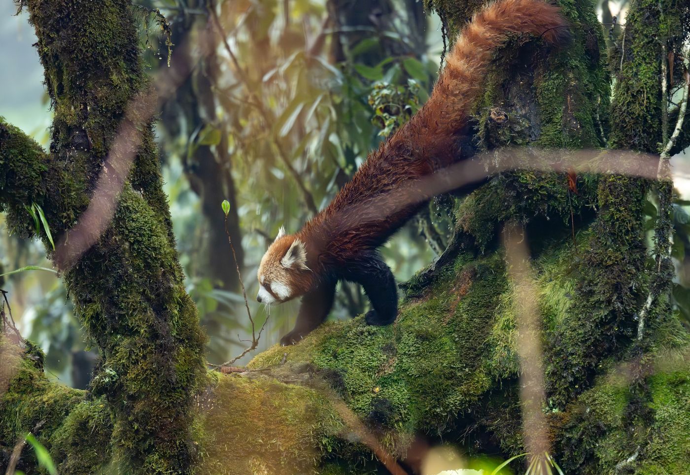 © Frédéric Van der Hoeven