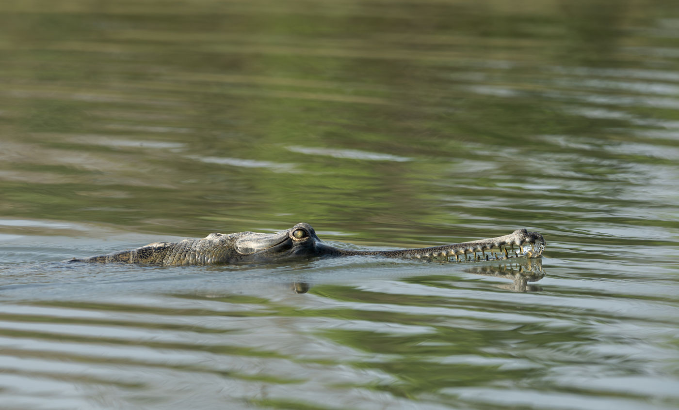 © Frédéric Van der Hoeven
