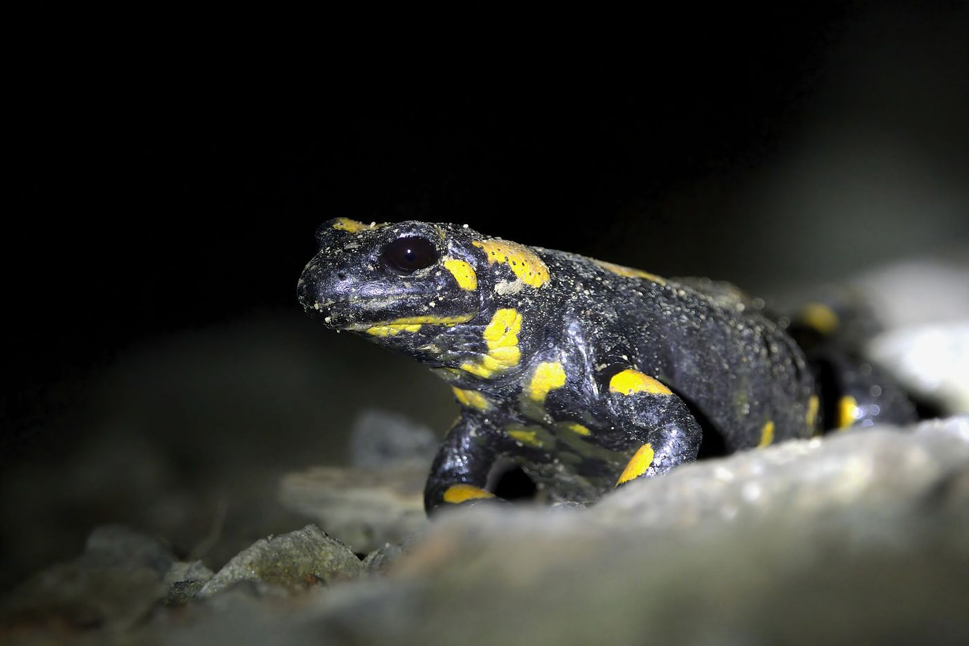Vuursalamander © Jan Kelchtermans