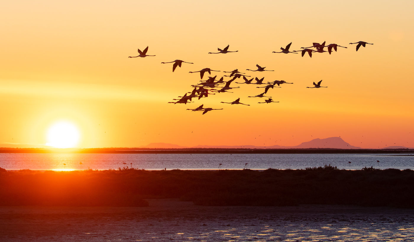 Er zijn zo van die ochtenden in de Camargue dat je je midden in een ansichtkaart waant. © Joachim Pintens
