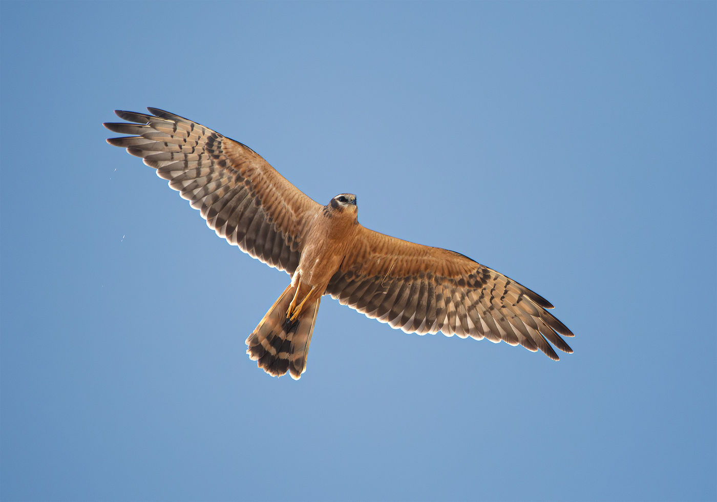 Een jonge grauwe kiekendief vliegt over onze hoofden heen in de steppes van Georgië. © Joachim Pintens
