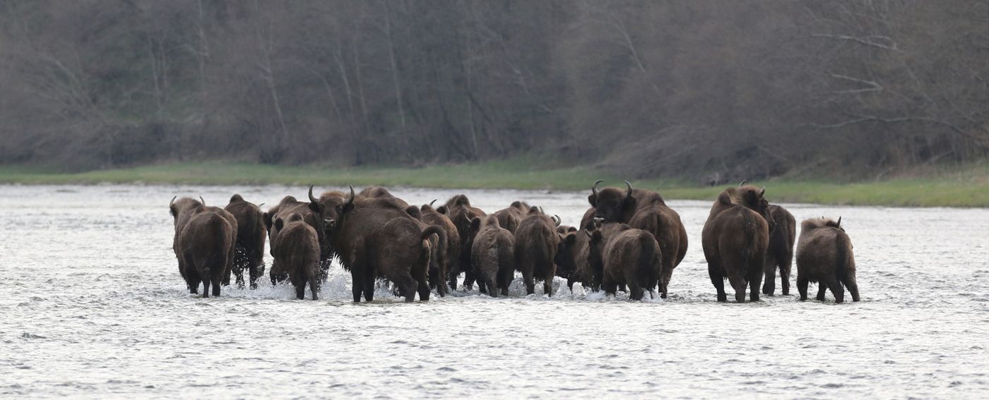 Wisenten © Jan Kelchtermans