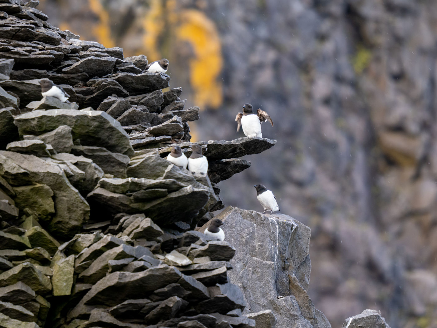 © Dörte & Jörg Hamann