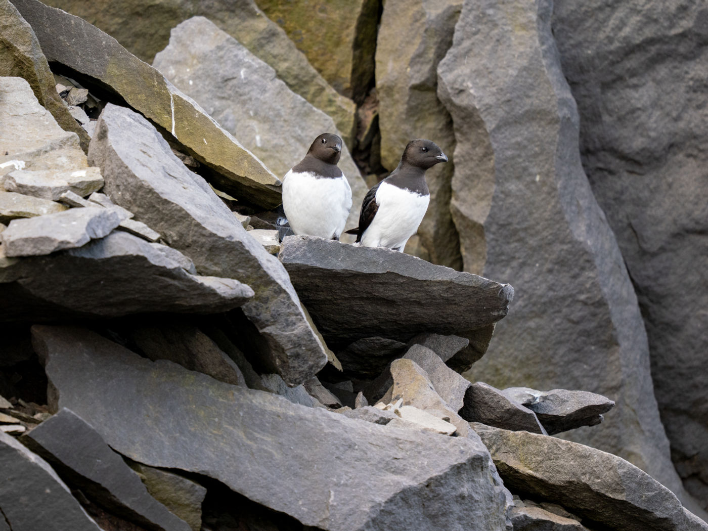 © Dörte & Jörg Hamann