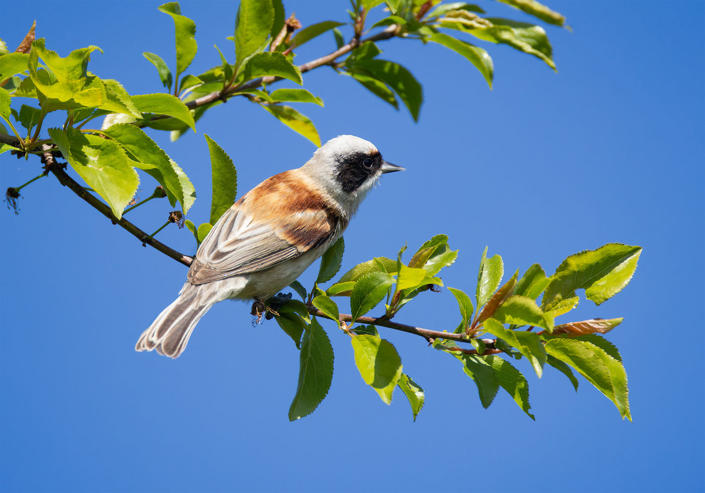 Een buidelmees op een prachtige lentedag. © Joachim Pintens