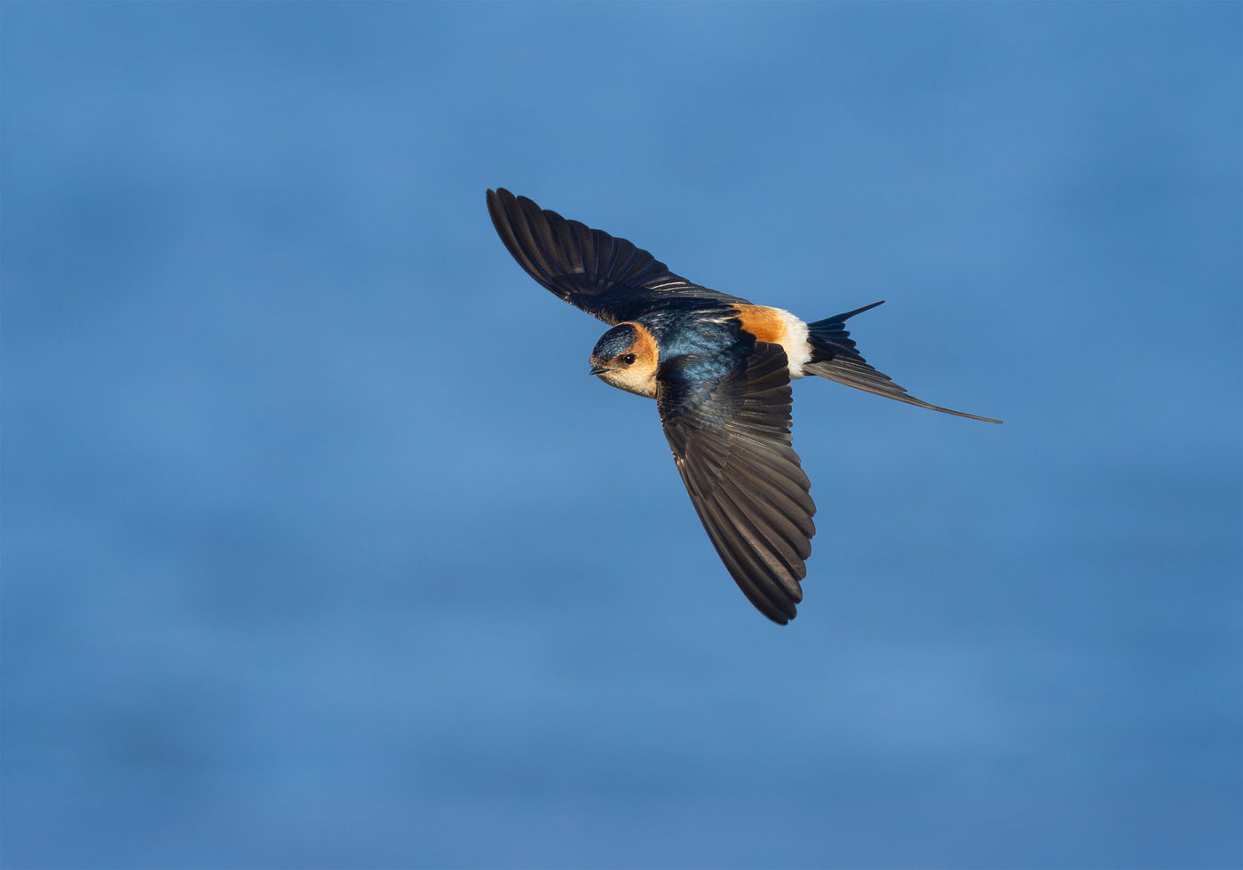 Deze roodstuitzwaluw vloog prachtig heen en weer in het avondlicht. © Joachim Pintens