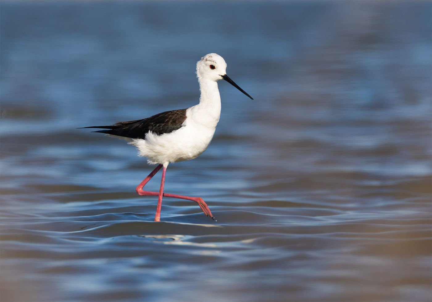 Deze steltkluut kwam parmantig aangewandeld. © Joachim Pintens