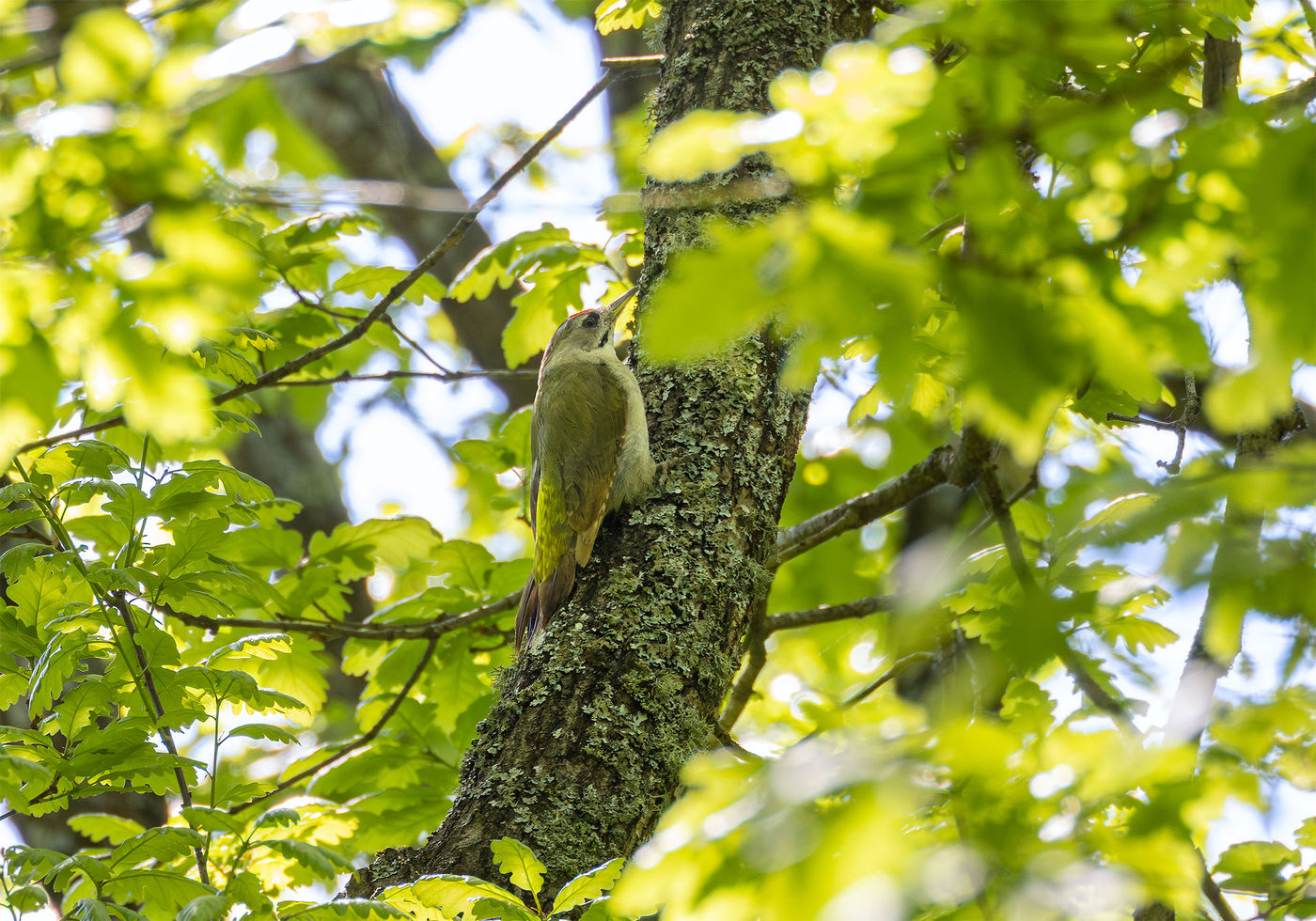 Deze grijskopspecht bleef ons stokstijf aankijken voordat hij weer in het bos verdween. © Joachim Pintens