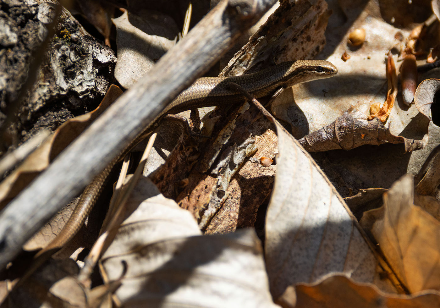 Slangenoogskink. © Joachim Pintens