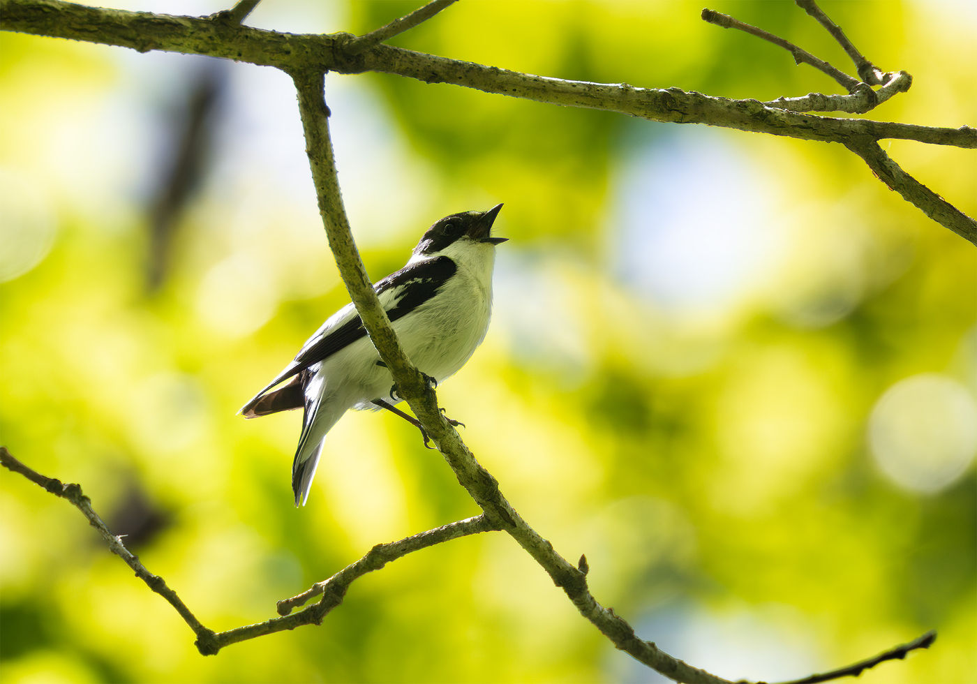 Een Balkanvliegenvanger zingt uit volle borst. © Joachim Pintens