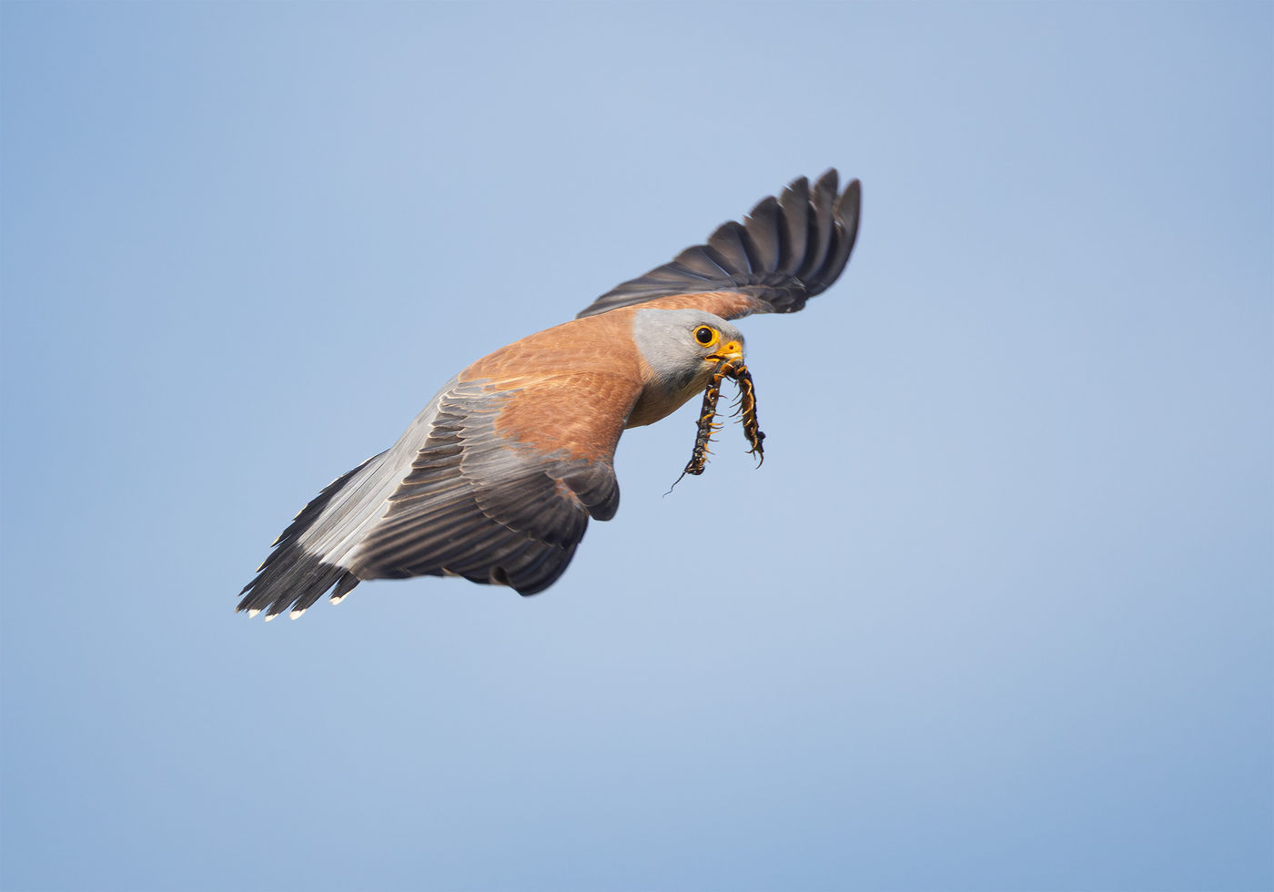 Een mannetje kleine torenvalk brengt een kloeke prooi naar het nest. © Joachim Pintens