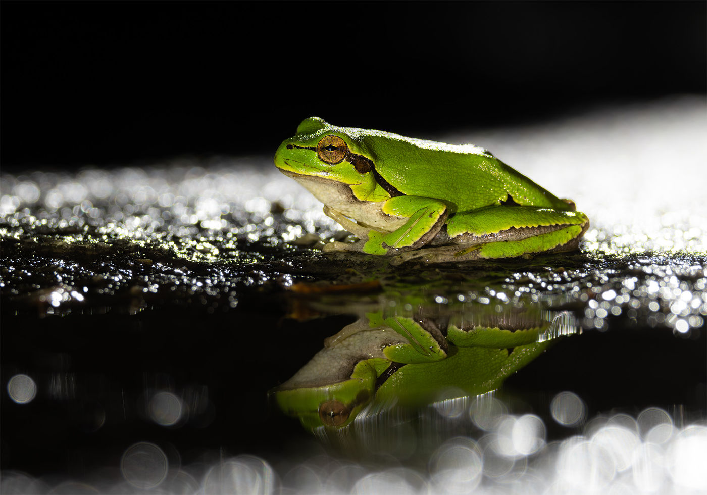 Oostelijke Boomkikker. © Joachim Pintens