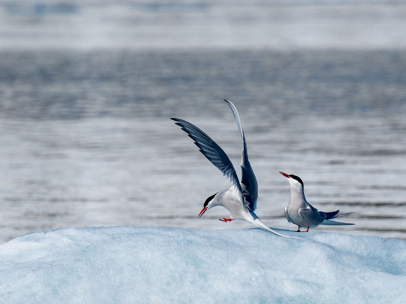 © Dörte & Jörg Hamann