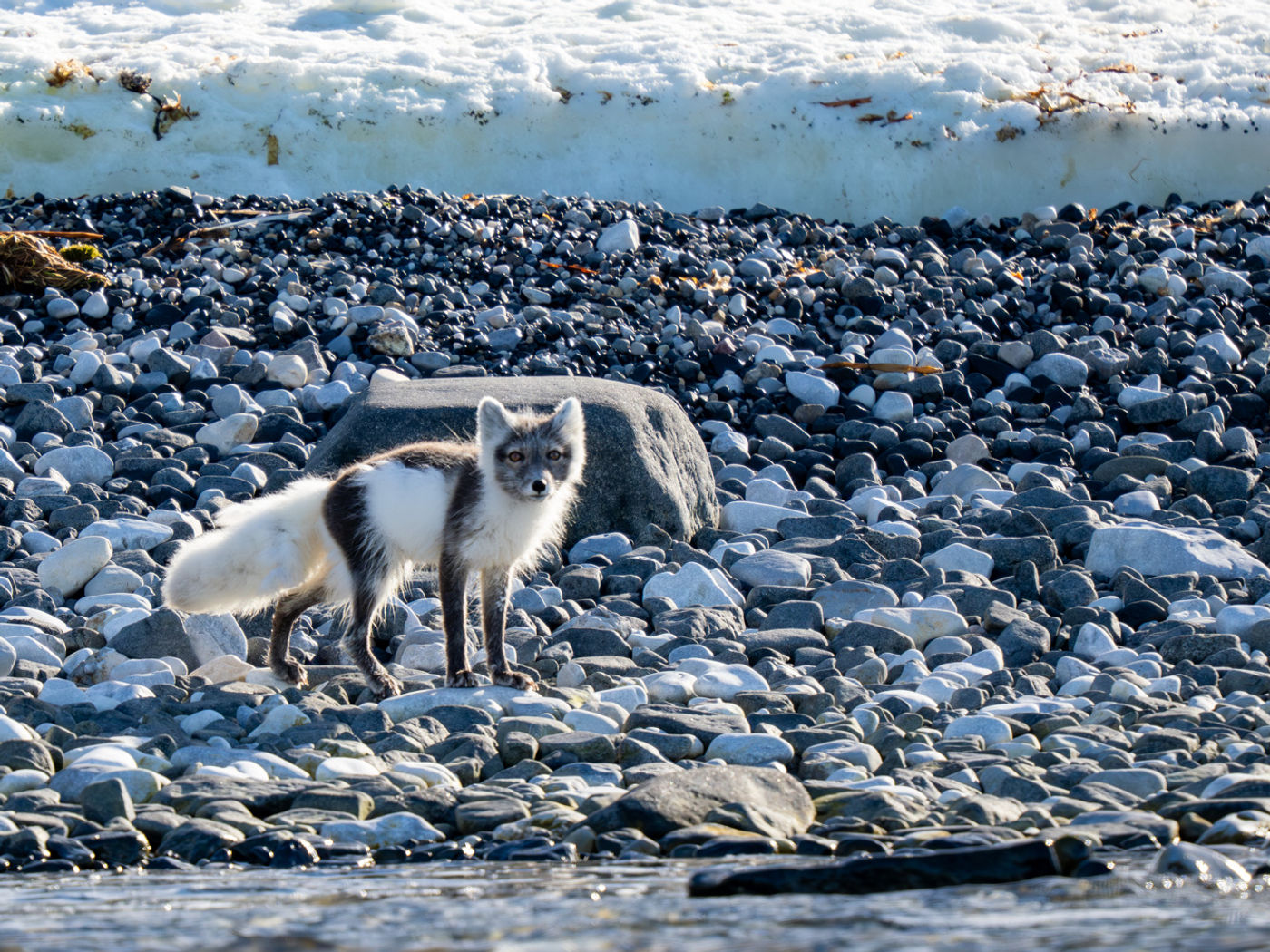 © Dörte & Jörg Hamann