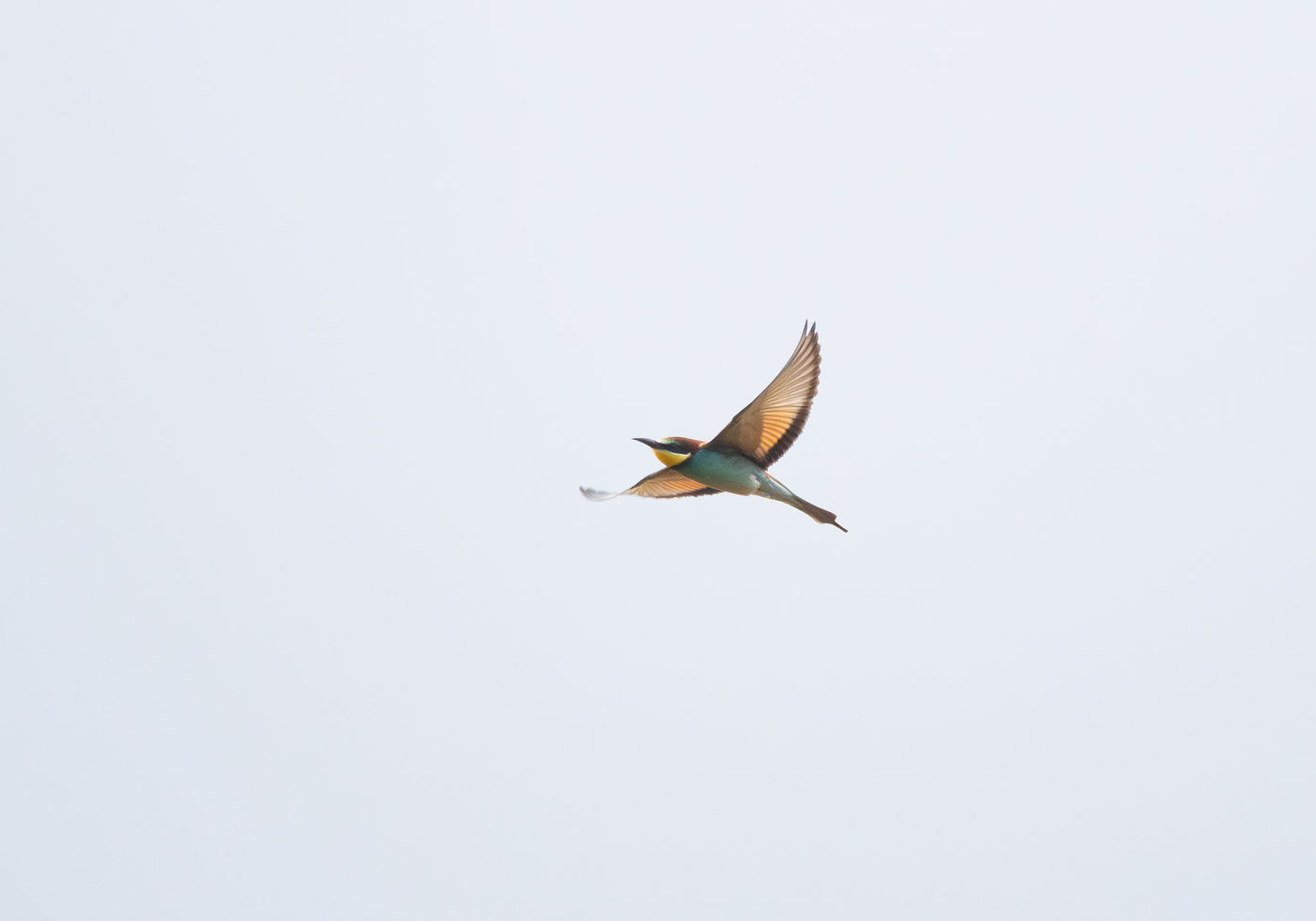 © Joachim Pintens - bijeneter