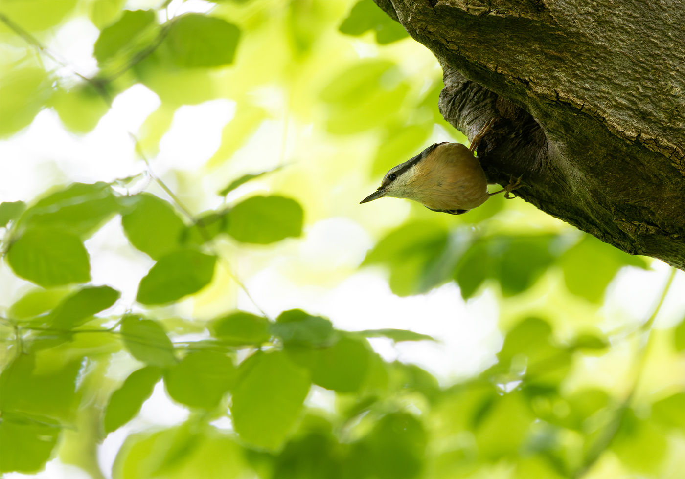 © Joachim Pintens - boomklever