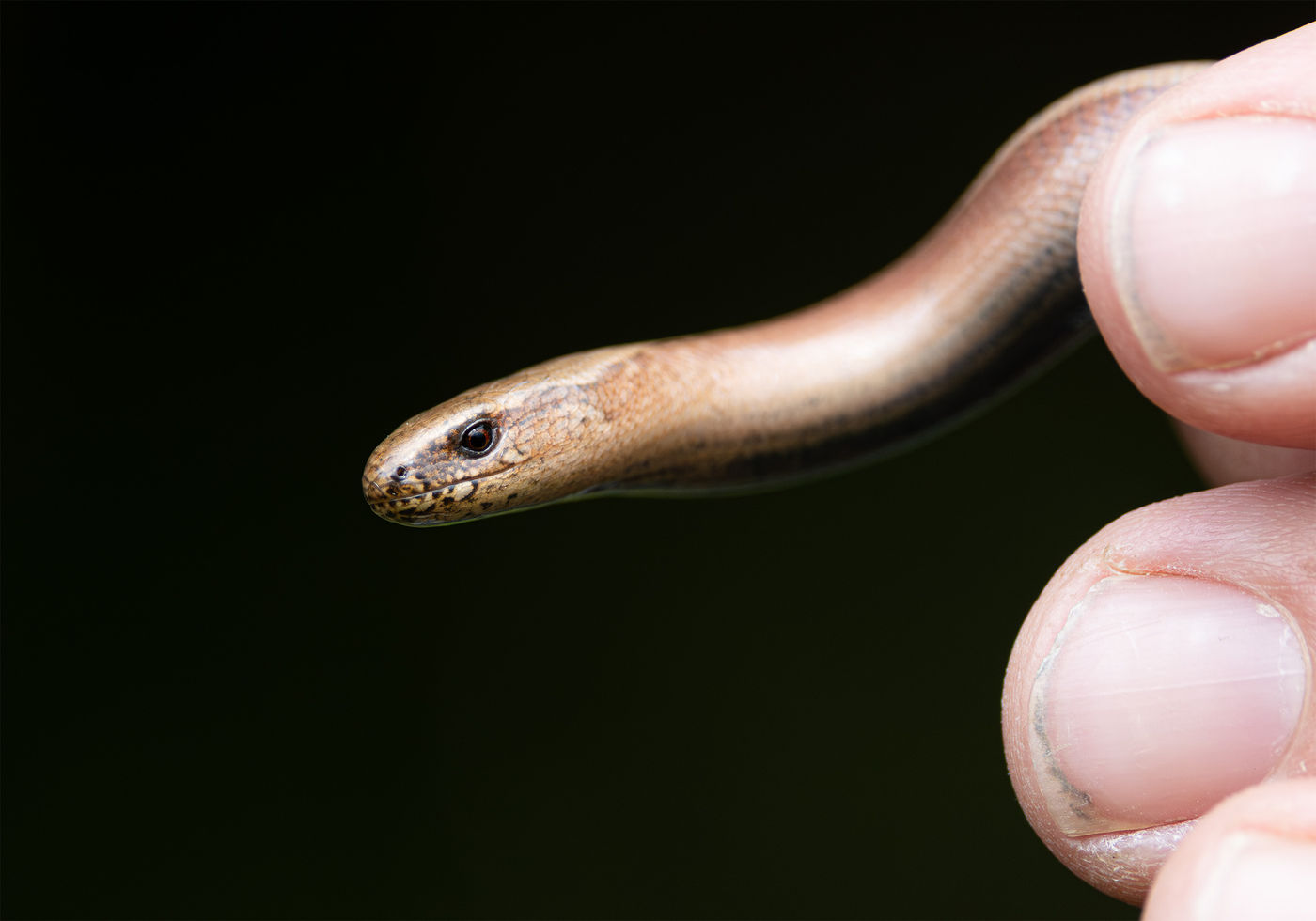 © Joachim Pintens - hazelworm
