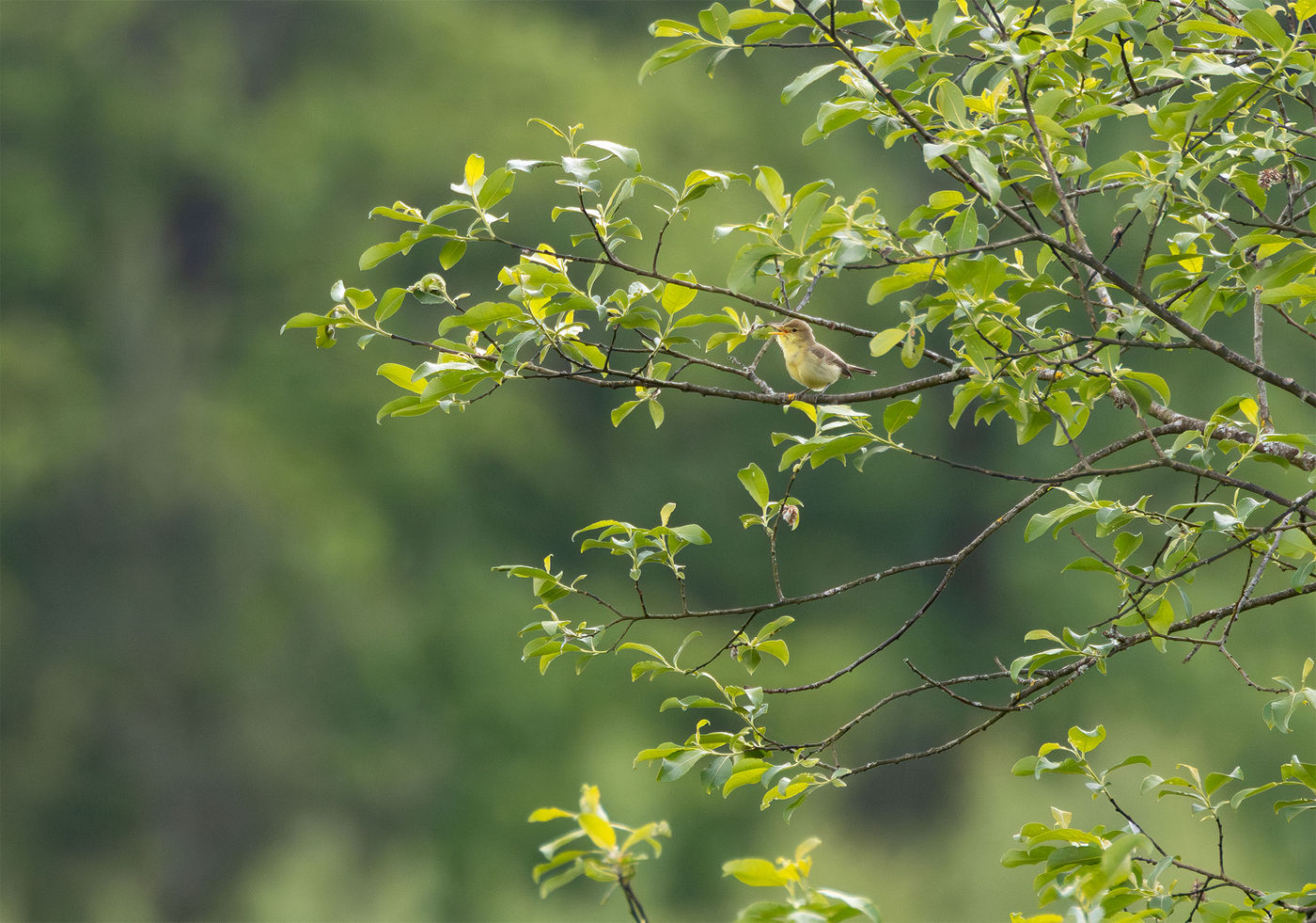© Joachim Pintens - orpheusspotvogel