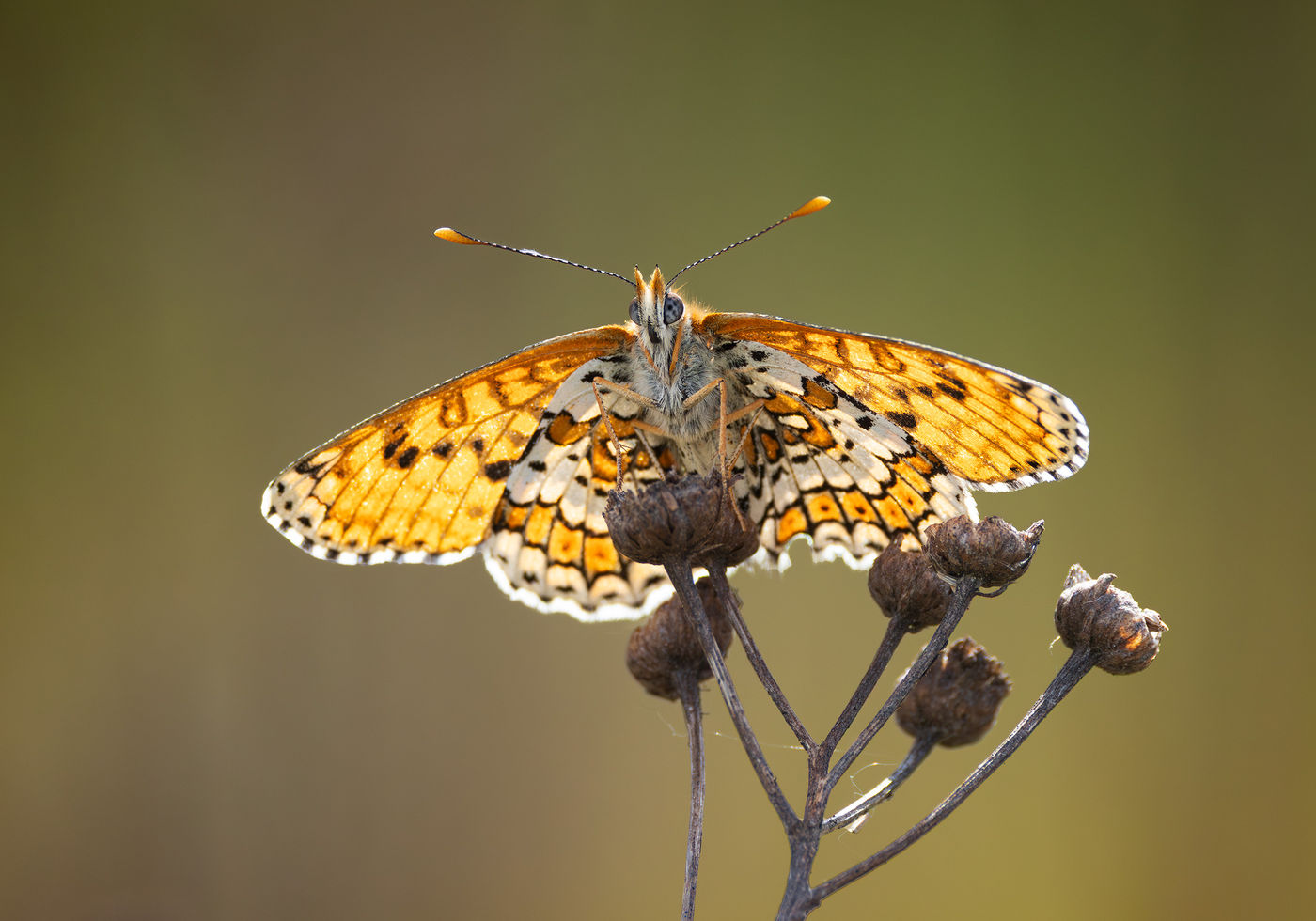 © Joachim Pintens - veldparelmoervlinder