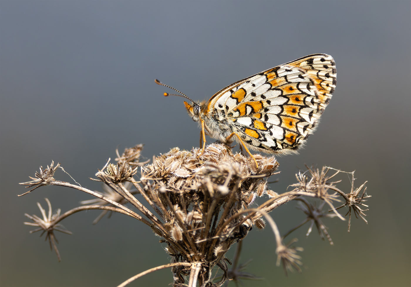 © Joachim Pintens - veldparelmoervlinder